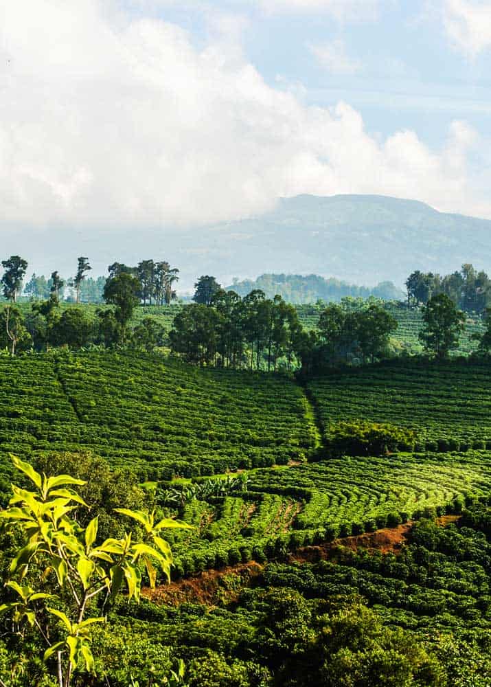 Paisagem de plantação de café em montanha